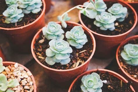 好養的室外植物|11 種好照顧的室外植物，無論新手、懶人都可考慮的。